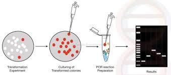 What Is Colony Pcr Genetic Education
