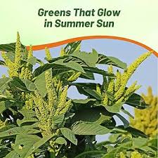 Image result for Amaranthus thunbergii