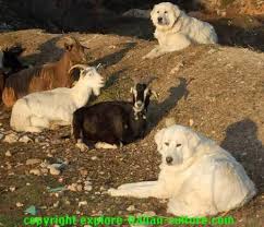 Sorry, there are no maremma sheepdog puppies for sale at this time. The Italian Sheep Dog Temperament And Care A Dog Breed Selector