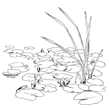 Black And White Lily Pad Lily Pads 1353j Lily Pad Drawing Lilies Drawing Lily Pads