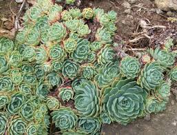 Image result for Micromeria imbricata