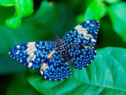 Como Se Dice Mariposa En Diferentes Idiomas Mundo Mariposas
