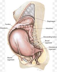 Maybe you would like to learn more about one of these? Groin Pain Png Images Pngwing