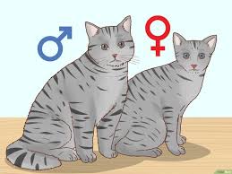 Cómo determinar el sexo de un gatito: 9 Pasos