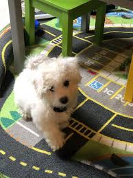 Bichon Frise Puppies For Sale Algonquin Il 296261 Bichon Poodle Mix The Bich Poo Teddy Bear Puppy Frosty Bic In 2020 Bichon Frise Dogs Bichon Frise Bichon Poodle Mix