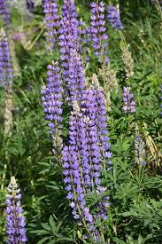Image result for Lupinus mexicanus