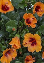 Hibiscus Rosa Sinensis Hibisqs Petit Orange Petit Orange Hibiscus Rosa Sinensis Hibiscus Hibiscus Image