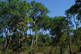 Image result for Julbernardia