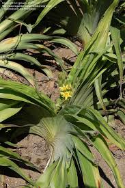 Image result for Hypoxis obtusa