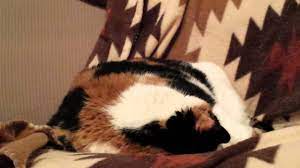 Ahhahah, cats truly are murderous animals! Callie The Calico Cat Snoring Youtube