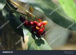 Image result for Monimiaceae