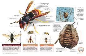 As patas são amarelas e o corpo é mais escuro. Vespa Velutina Sosvespa Bombeiros Voluntarios De Mangualde
