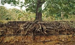 Spacing Trees Correctly Learn How To Space Trees Why It Matters