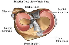 Meniscus Tears Atlanta Bone And Joint Specialists