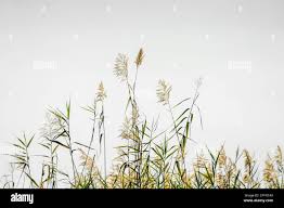 Image result for Cyphostemma hermannioides