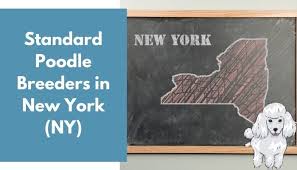 Miniature poodle puppies for sale. 12 Standard Poodle Breeders In New York Ny Poodle Puppies For Sale Animalfate