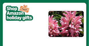 Image result for Justicia rodgersii