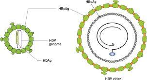 Evolution of hepatitis delta virus rna during chronic infection. Hepatitis Delta Virus An Overview Sciencedirect Topics