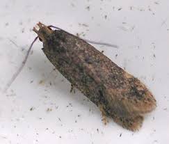 Image result for Bryotropha similis