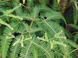 Image result for Pteris tripartita