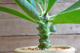 Image result for Euphorbia monteiroi