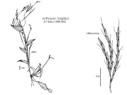 Image result for Arthraxon