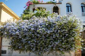 Image result for Plumbago auriculata