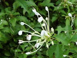 Image result for Clerodendrum incisum