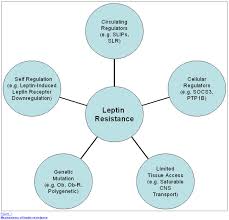 9 Step Guide To Reverse Leptin Resistance Supplmenets Diet More In 2020 Leptin Resistance Leptin Leptin Levels