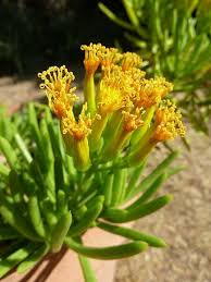 Image result for Senecio letouzeyanus