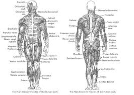 Skeletal muscles can be found in all areas of your body. Human Body Muscle Names Gif 645 459 Pixels Human Body Muscles Body Muscles Names Human Muscular System