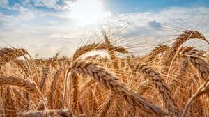 Din cultura grâului de toamnă. Graul De PrimÄƒvarÄƒ Tehnologia È™i Soiurile Care Aduc Profit In Ferme