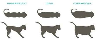 Pin On Tabby Cat Facts