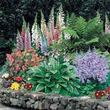 This perennial, generally a native of asia with a few varieties (such as false goatsbeard) native to north america, is perfect when planted in a group and used along flower beds, or as a border edging. Shade Loving Plants Shade Loving Perennials Shade Flowers Shade Perennials