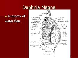Ppt 8 Invertebrate Organisms Powerpoint Presentation Free Download Id 2368534