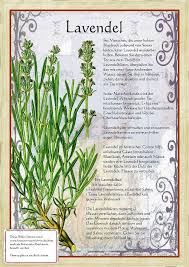 Bilder Aus Dem Buch Alte Heilkra Uter Zeichnungen Botanische Abbildungen Krauter Pflanzen Heilpflanzen