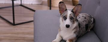 Are extremely modest, but we receive. Fear And Anxiety In Dogs Purina