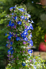 Image result for Ipomoea tricolor