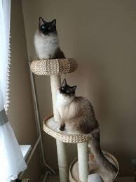Arbre A Chat Natural Home Iii Arbre A Chat Chat Arbre
