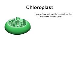 The term organelle is derived from the word 'organ' and refers to compartments within the cell that perform a specific function. Animal And Plant Cells And Organelles Animal Cell