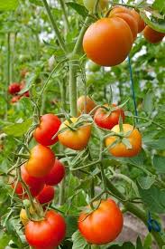 Donner Des Forces A Ses Tomates Jardin Potager Jardinage Potager Jardin De Legumes
