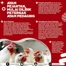 Memahami teknik pemberian pakan untuk itiknya. Ayam Pejantan Mulai Dilirik Peternak Ayam Pedaging Podomoro Poultry Equipment