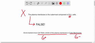Cell walls surrounding plant cells, act as a rigid, protective layer surrounding the. Solved True Or False Animal Cells Do Not Have Wa