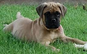 If You Find A Breeder In Ohio Or An Online Advertisement On Craigslist Advertising A Litt Bullmastiff Puppies For Sale Puppies For Sale English Mastiff Puppies