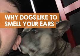 Why Does My Dog Smell My Ears Could It Mean Infection