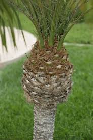 Šī slimība ir visizplatītākā jaunākajos kokos. The Pygmy Date Palm Phoenix Roebelenii The Dwarf Date Palm