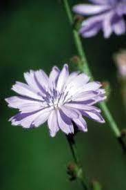 Chicory People Are Full Of Love And Care For Their Families And Friends But They Expect To Receive Love And Attentio Florais De Bach Flores Ervas Medicinais