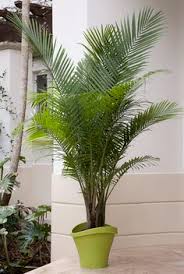 As a houseplant, it is said to resemble a kentia palm when young and a royal palm when mature. 10 Best Majesty Palm Ideas Majesty Palm Plants Majestic Palm