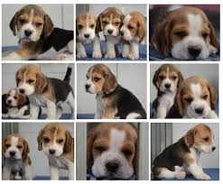 Beagle Puppies For Sale For Sale Adoption From Kuala Lumpur Adpost Com Classifieds Malaysia 71641 Beagle Puppies Fo Beagle Puppy Beagle Puppy Adoption