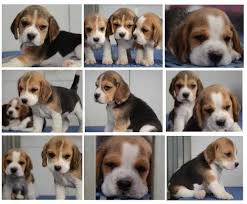 Welcome to puppies sales malaysia. Beagle Puppies For Sale For Sale Adoption From Kuala Lumpur Adpost Com Classifieds Malaysia 71641 Beagle Puppi Beagle Puppy Adoptable Beagle Dog Gifts
